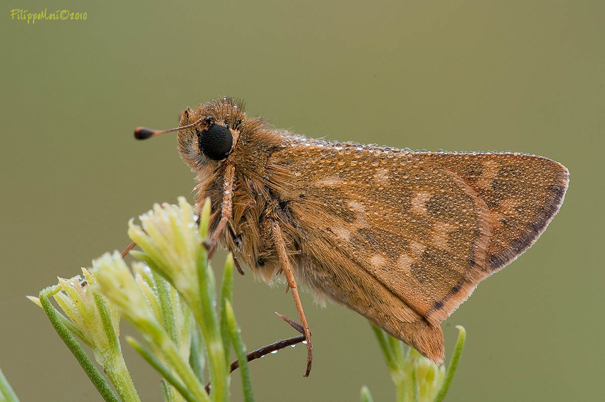 Da identificare..Hesperia comma ♂